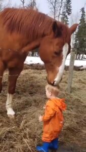Viral Video Of A Child And Horse