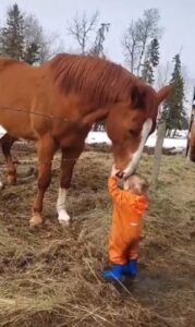 Viral Video Of A Child And Horse