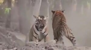 Viral Video Of 2 Tigers