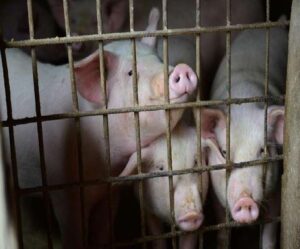 African Swine Flu Rising In Srinagar