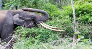 Elephant Died Due To Electric Shock