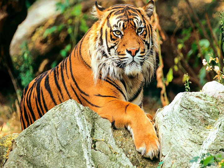 Section 144 Fearing Tiger In Dhangarhi