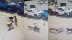 Street Dogs Killed Child