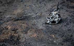 Human Remains Not Found In Mazar